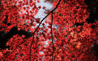 Red Shades And Meanings In Interior Design