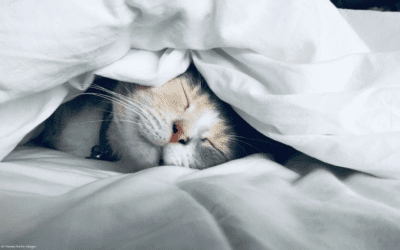 Unlocking The Secrets To A Restful Bedroom Sanctuary