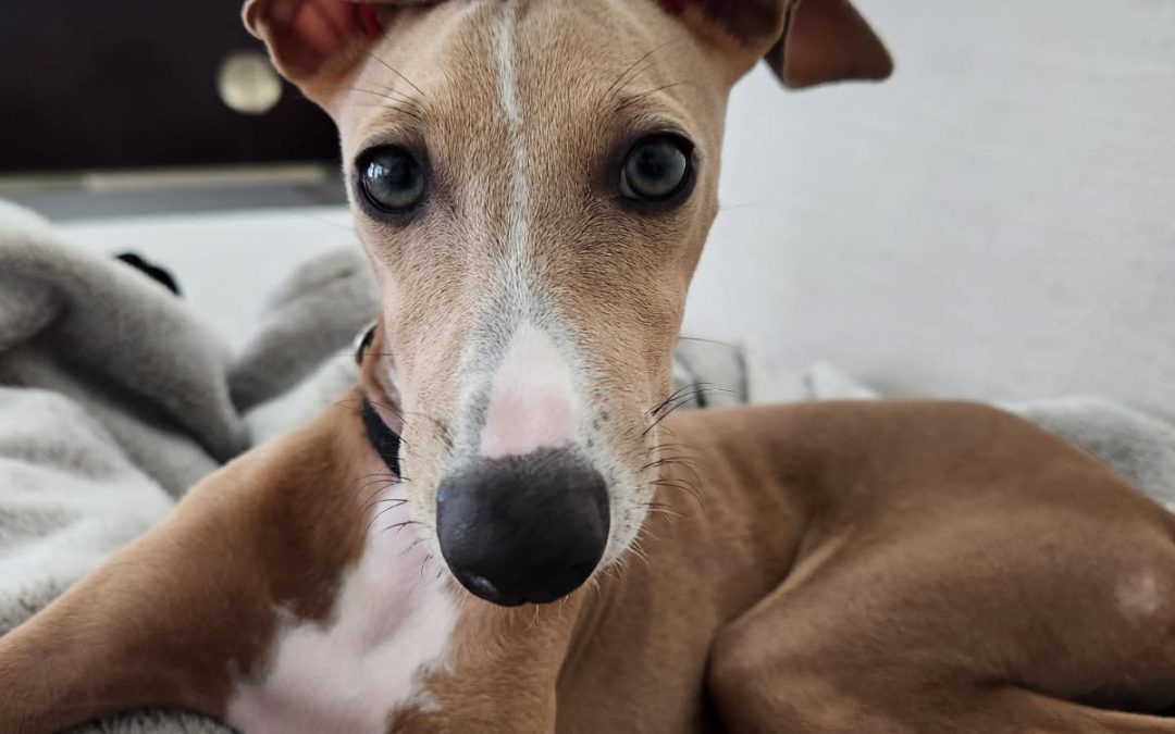4 Business Lessons I Learned From A Puppy